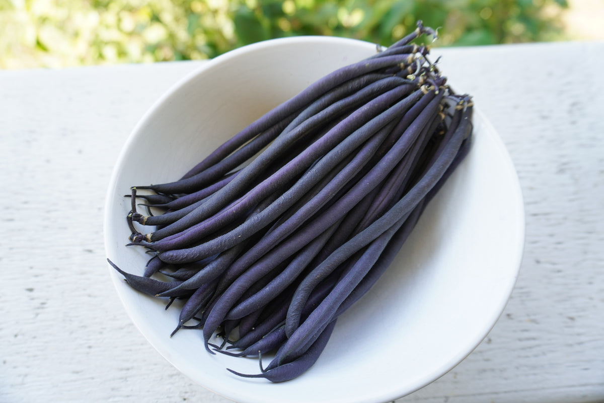 Photographie de haricots ‘Velour’ pourpre foncé disposés en bouquet dans une assiette blanche. Les gousses longues et fines sont alignées en diagonale, avec des pointes légèrement recourbées au premier plan et des pédoncules regroupés vers le haut. L’assiette repose sur une surface claire à texture de bois. Un arrière-plan végétal flou et lumineux apparaît au bord supérieur de l’image.