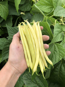 Photographie d’une main tenant un bouquet de gousses jaunes de haricot ‘Caspian’ devant les plants. Les haricots allongés et légèrement courbés occupent le premier plan, avec leurs extrémités fines bien visibles. Le fond est rempli de grandes feuilles vertes nervurées, de tiges et de quelques petites fleurs claires. Le contraste jaune et vert met la récolte en évidence.