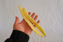 Photographie de deux longues gousses jaunes de haricot ‘Golden Gate’ posées sur une main ouverte. Les haricots sont larges et aplatis, avec des contours légèrement ondulés et des pointes fines. Une manche noire couvre le poignet dans la partie inférieure gauche. Le fond blanc reste simple et lumineux, ce qui fait ressortir la couleur jaune et la largeur des deux gousses.