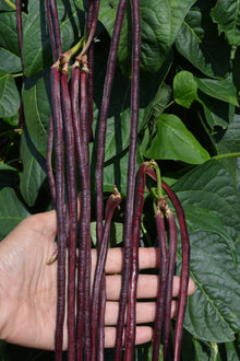 Photographie de très longues gousses bordeaux de haricot ‘Red Noodle’ pendant devant des feuilles vertes. Une main ouverte est placée derrière plusieurs haricots au premier plan et souligne leur finesse. Les gousses restent attachées aux tiges, parfois par petits groupes. Leur surface sombre présente de légers reflets pourpres, tandis que les nervures des grandes feuilles sont visibles en arrière-plan.