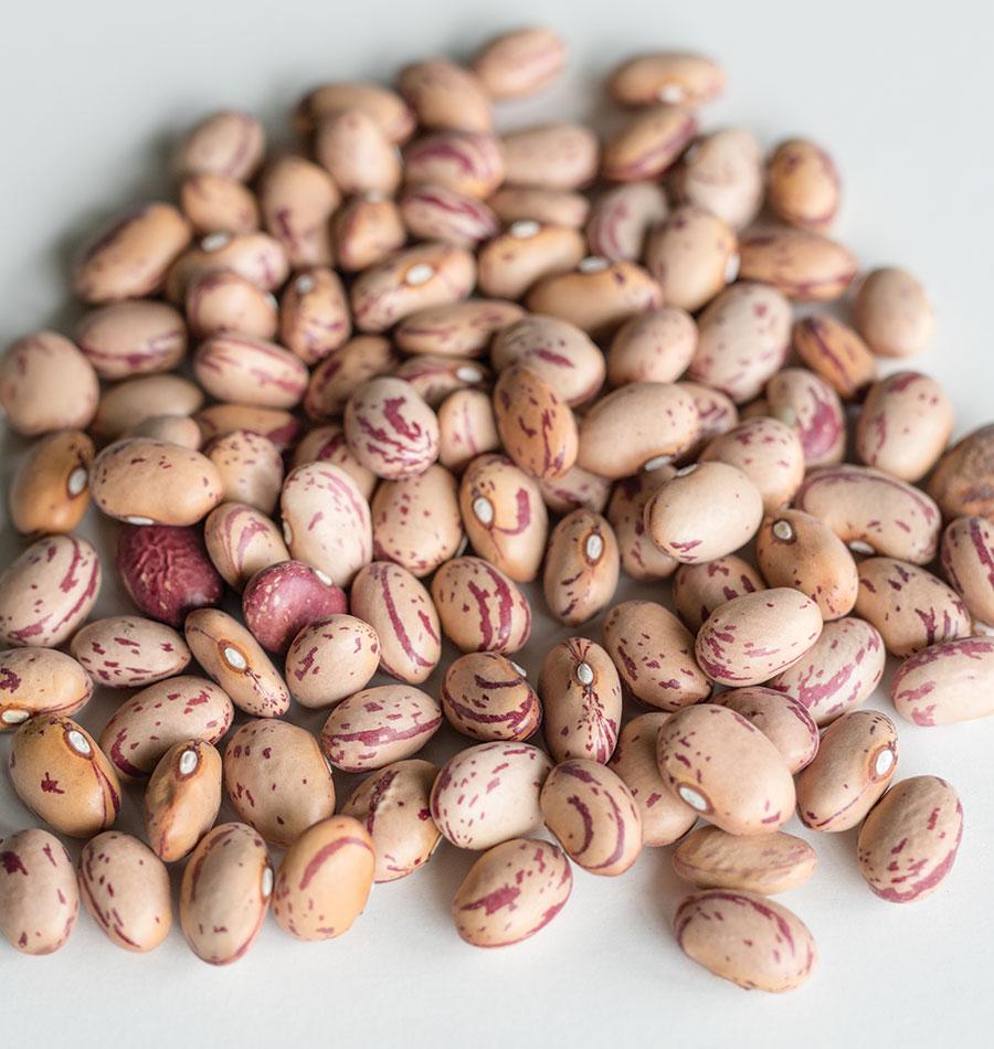 Photographie rapprochée de grains de haricot ‘Taylor Horticultural’ dispersés sur une surface claire. Les graines ovales et bombées présentent des tons beige rosé avec des stries et des taches rouge foncé. Plusieurs hiles blancs sont visibles sur leur côté. Les grains du premier plan sont nets, tandis que ceux situés vers le haut de l’image deviennent progressivement plus flous.