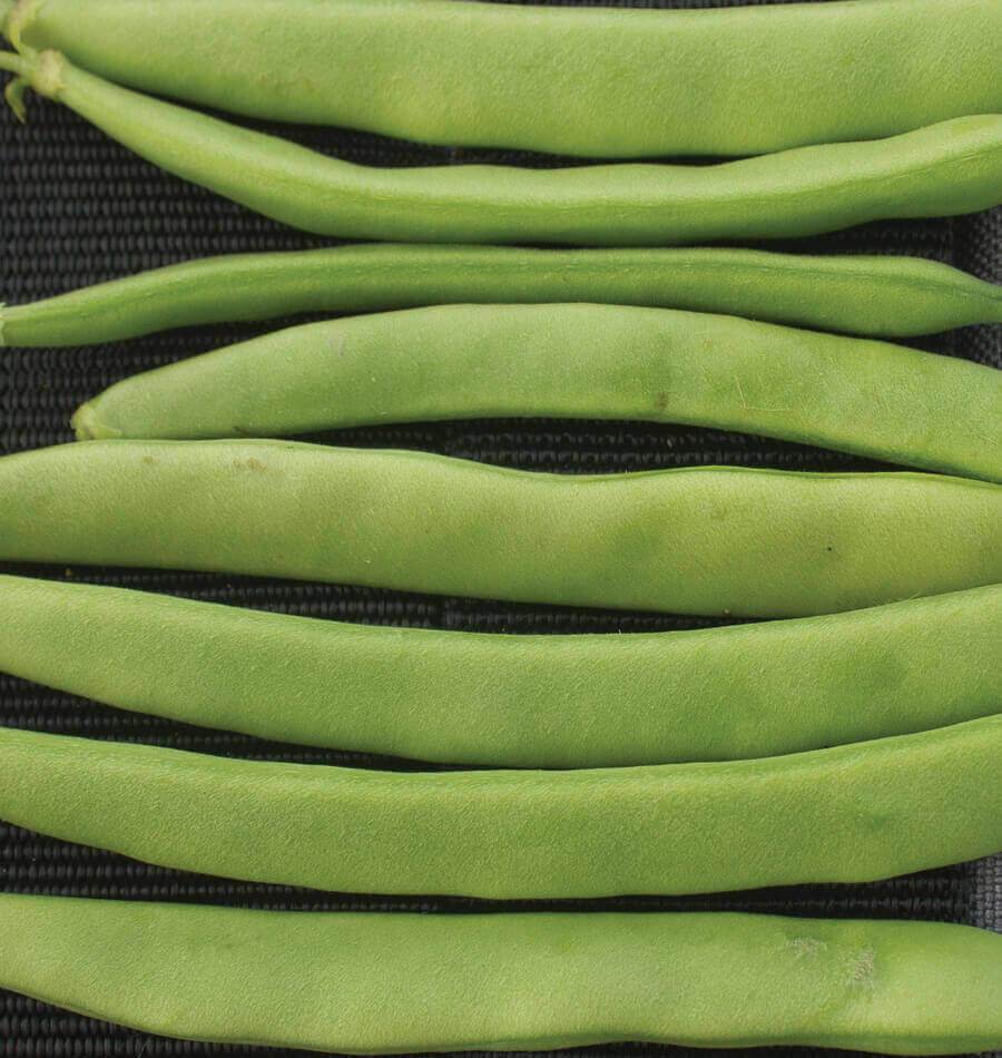 Gros plan sur des gousses vertes de haricot ‘Campo di Fiori’ disposées presque horizontalement sur une surface sombre tissée. Les haricots sont larges et aplatis, avec des contours légèrement courbés et quelques reliefs visibles le long de la paroi. Le cadrage coupe certaines extrémités et met surtout en évidence la largeur des gousses et le contraste entre le vert et le fond noir.
