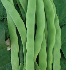 Photographie rapprochée de grandes gousses vertes de haricot ‘Hilda’, larges et aplaties, disposées verticalement sur des feuilles vertes. Plusieurs haricots se chevauchent au centre et présentent des contours légèrement ondulés. Leur surface lisse est éclairée de façon uniforme. Les nervures des feuilles restent visibles sur les côtés, tandis que les gousses occupent presque toute la hauteur de l’image.