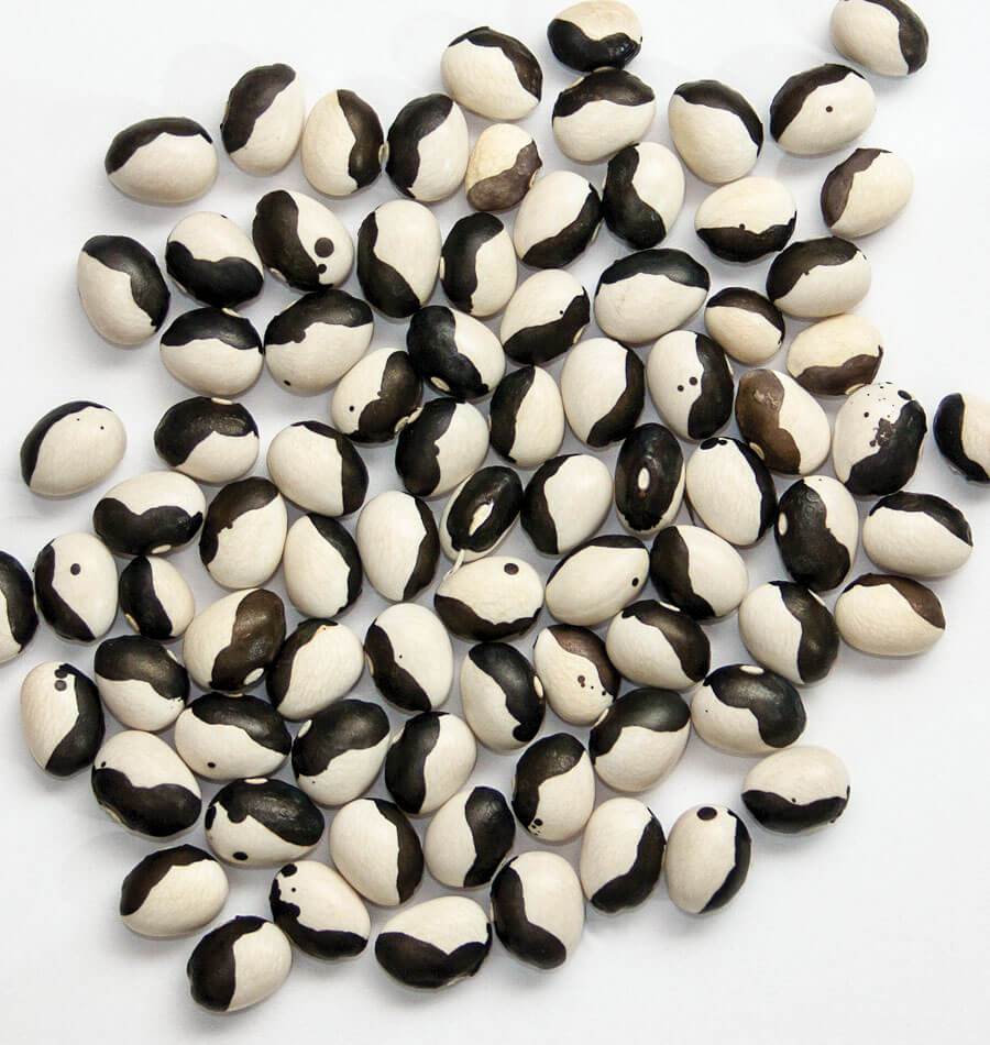 Photographie de grains de haricot ‘Calypso’ dispersés sur un fond blanc. Les graines ovales et bombées présentent de grandes zones noires et crème, séparées par des contours irréguliers. Quelques petits points sombres apparaissent dans les parties claires. Les grains se chevauchent légèrement au centre et sont orientés dans plusieurs directions, ce qui montre la diversité de leurs motifs bicolores.