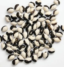 Photographie de grains de haricot ‘Calypso’ dispersés sur un fond blanc. Les graines ovales et bombées présentent de grandes zones noires et crème, séparées par des contours irréguliers. Quelques petits points sombres apparaissent dans les parties claires. Les grains se chevauchent légèrement au centre et sont orientés dans plusieurs directions, ce qui montre la diversité de leurs motifs bicolores.