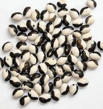 Photographie de grains de haricot ‘Calypso’ dispersés sur un fond blanc. Les graines ovales et bombées présentent de grandes zones noires et crème, séparées par des contours irréguliers. Quelques petits points sombres apparaissent dans les parties claires. Les grains se chevauchent légèrement au centre et sont orientés dans plusieurs directions, ce qui montre la diversité de leurs motifs bicolores.