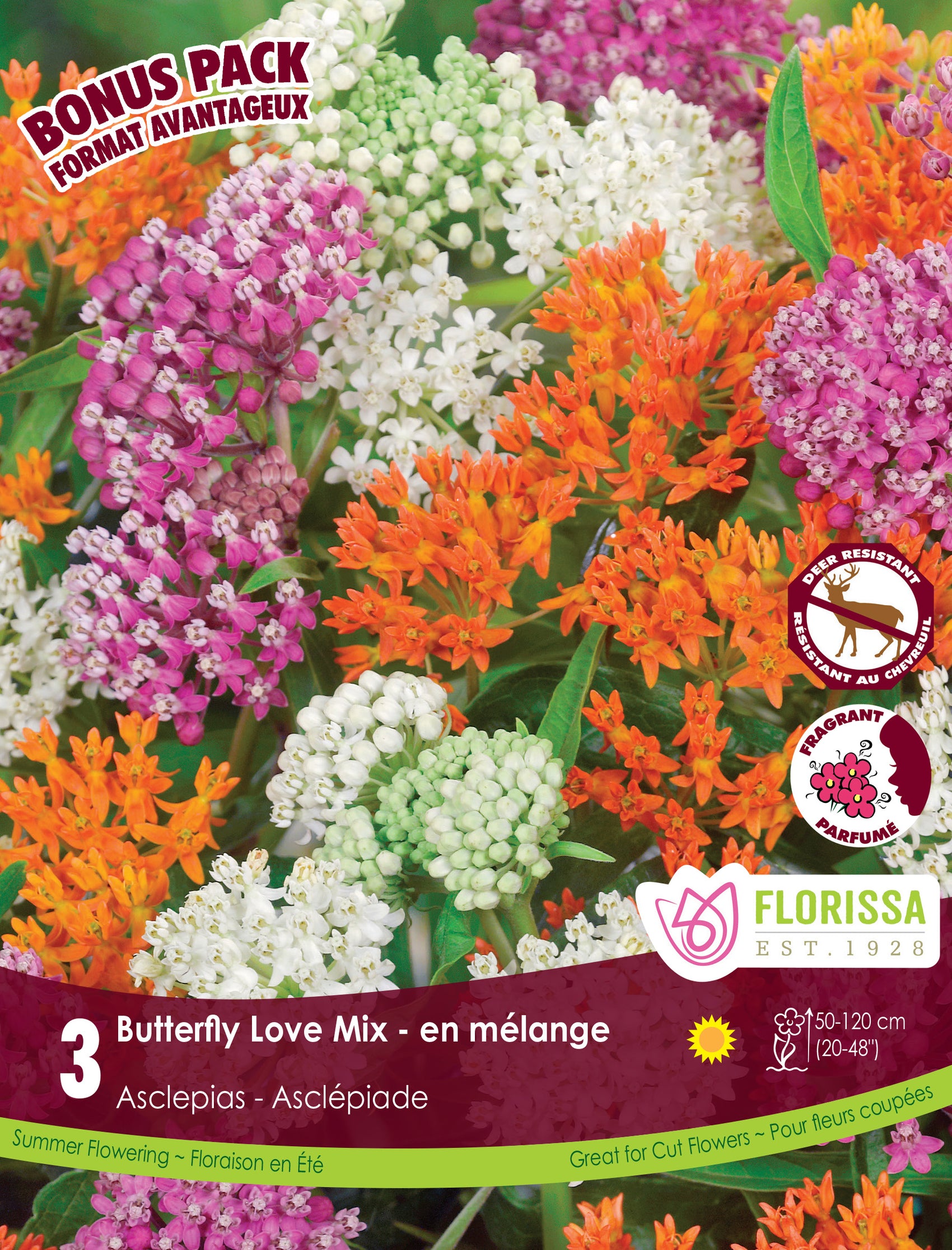 Asclépiade ‘Butterfly Love Mix’ 'Butterfly Love Mix' (<em>Asclepias curassavica</em>)