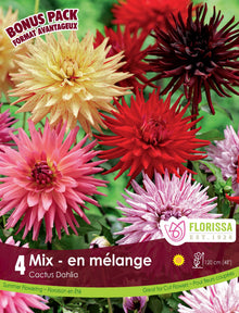 Mélange de dahlias cactus ( Dahlia ‘Cactus Mix’) : des dahlias cactus multicolores aux pétales étroits et pointus. Le visuel Florissa présente la plante et son nom dans la partie inférieure de l’étiquette. La photographie occupe presque toute la surface, tandis que le bandeau du bas rassemble les indications du produit. Cette vue permet de reconnaître son apparence et de distinguer la variété présentée.