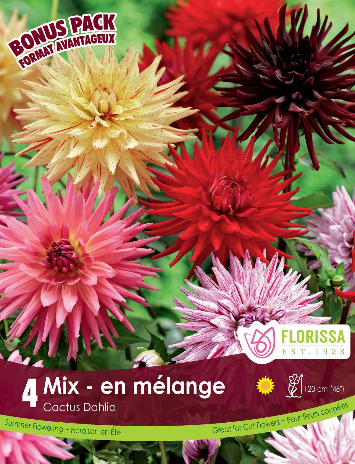 Mélange de dahlias cactus ( Dahlia ‘Cactus Mix’) : des dahlias cactus multicolores aux pétales étroits et pointus. Le visuel Florissa présente la plante et son nom dans la partie inférieure de l’étiquette. La photographie occupe presque toute la surface, tandis que le bandeau du bas rassemble les indications du produit. Cette vue permet de reconnaître son apparence et de distinguer la variété présentée.