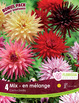 Mélange de dahlias cactus ( Dahlia ‘Cactus Mix’) : des dahlias cactus multicolores aux pétales étroits et pointus. Le visuel Florissa présente la plante et son nom dans la partie inférieure de l’étiquette. La photographie occupe presque toute la surface, tandis que le bandeau du bas rassemble les indications du produit. Cette vue permet de reconnaître son apparence et de distinguer la variété présentée.