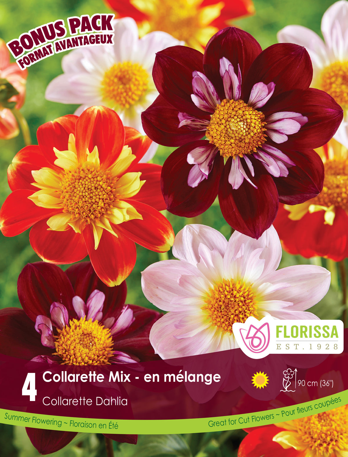 Dahlia à collerette ‘Collarette Mix’ ( Dahlia ) : des dahlias à collerette de plusieurs couleurs, avec des cœurs jaunes. Le visuel Florissa présente la plante et son nom dans la partie inférieure de l’étiquette. La photographie occupe presque toute la surface, tandis que le bandeau du bas rassemble les indications du produit. Cette vue permet de reconnaître son apparence et de distinguer la variété présentée.