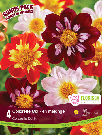 Dahlia 'Collarette Mix'