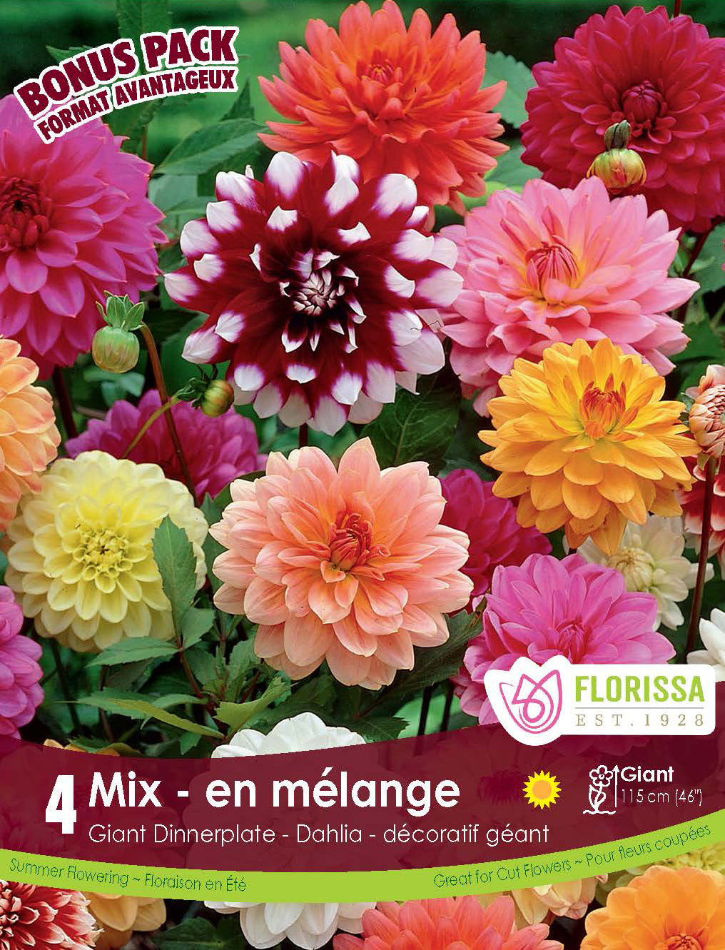 Mélange de dahlias géants Dinnerplate (<em>Dahlia</em> ‘Dinnerplate Mix’)