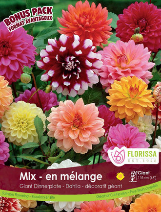 Dahlias géants ‘Mélange’ ( Dahlia ) — 4 tubercules : des dahlias aux fleurs doubles de plusieurs formes et couleurs. Le visuel Florissa présente la plante et son nom dans la partie inférieure de l’étiquette. La photographie occupe presque toute la surface, tandis que le bandeau du bas rassemble les indications du produit. Cette vue permet de reconnaître son apparence et de distinguer la variété présentée.