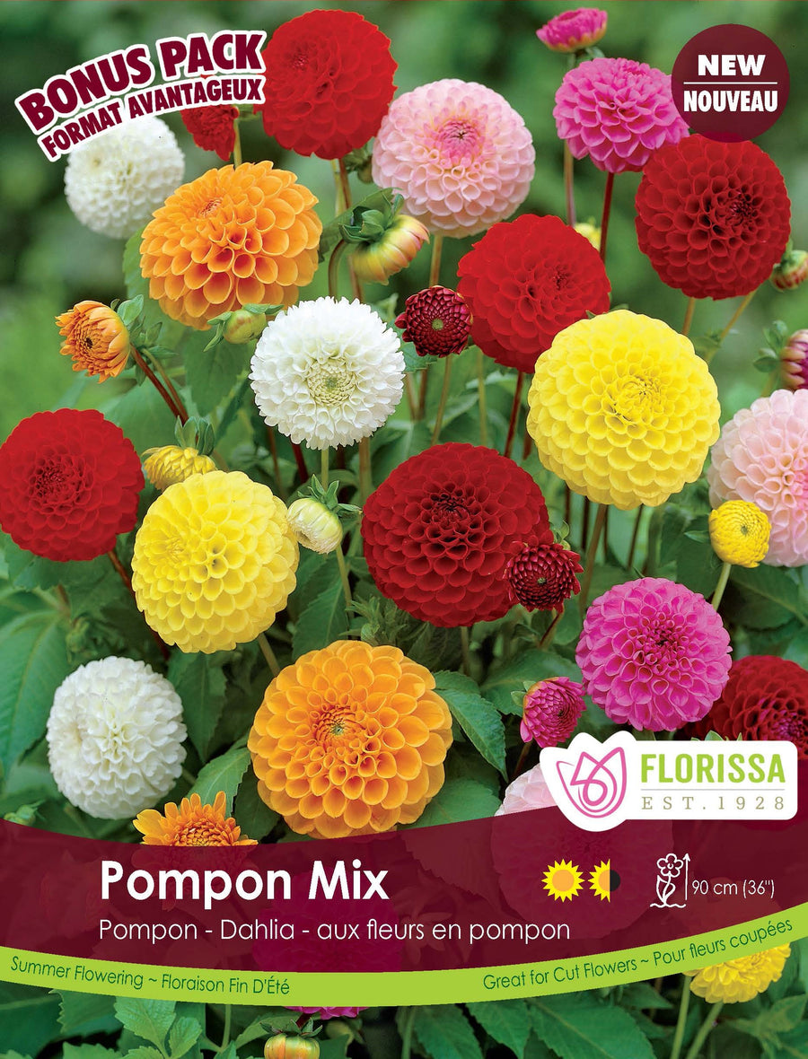 Dahlia pompon ‘Mélange’ ( Dahlia ) : des dahlias en petites boules rouges, jaunes, roses, blanches et orangées. Le visuel Florissa présente la plante et son nom dans la partie inférieure de l’étiquette. La photographie occupe presque toute la surface, tandis que le bandeau du bas rassemble les indications du produit. Cette vue permet de reconnaître son apparence et de distinguer la variété présentée.