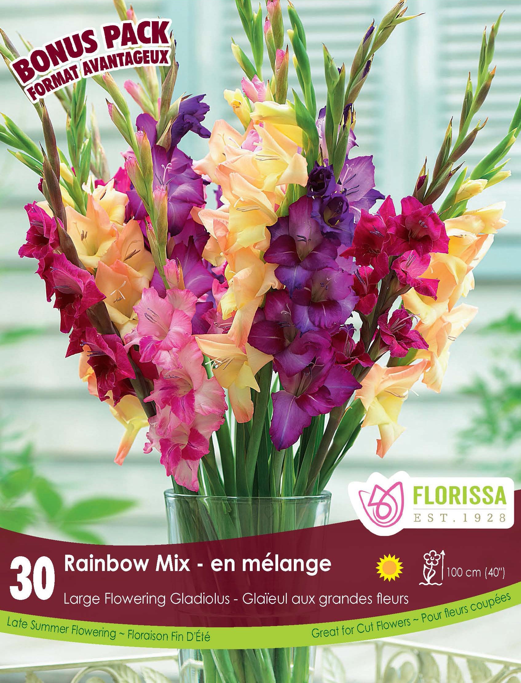 Glaïeul ‘Rainbow Mix’ (<em>Gladiolus × hortulanus</em>, mélange ‘Rainbow Mix’)