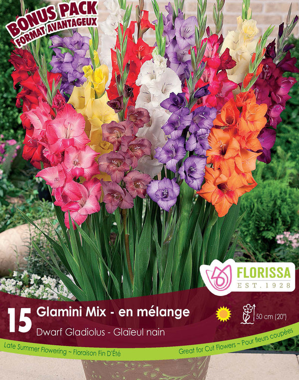 Gladiolus 'Glamini Mix'