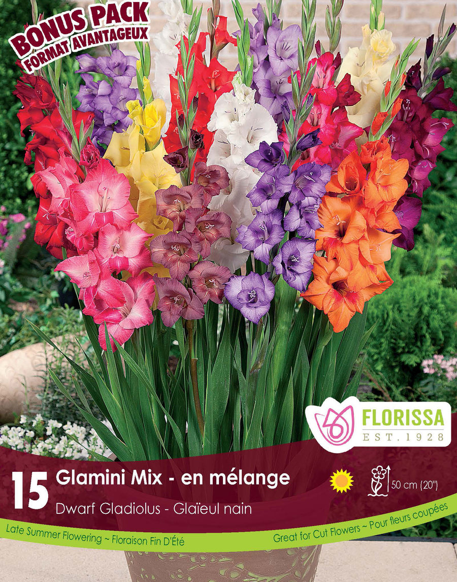 Glaïeul 'Glamini Mix'