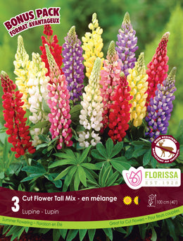 Lupin 'Tall Mix'