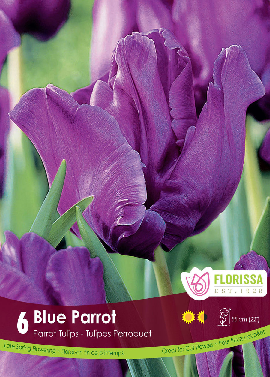  Blue Parrot Tulip