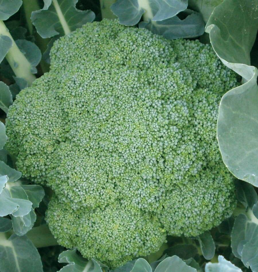 Tête de brocoli Green Magic photographiée de près sur le plant. Les nombreux petits boutons verts, aux nuances bleu-vert, forment une surface dense composée de plusieurs groupes arrondis. Des feuilles épaisses bordent la tête et occupent les coins de l’image. Le cadrage est centré sur l’inflorescence encore fermée, avec quelques tiges et nervures claires visibles autour.