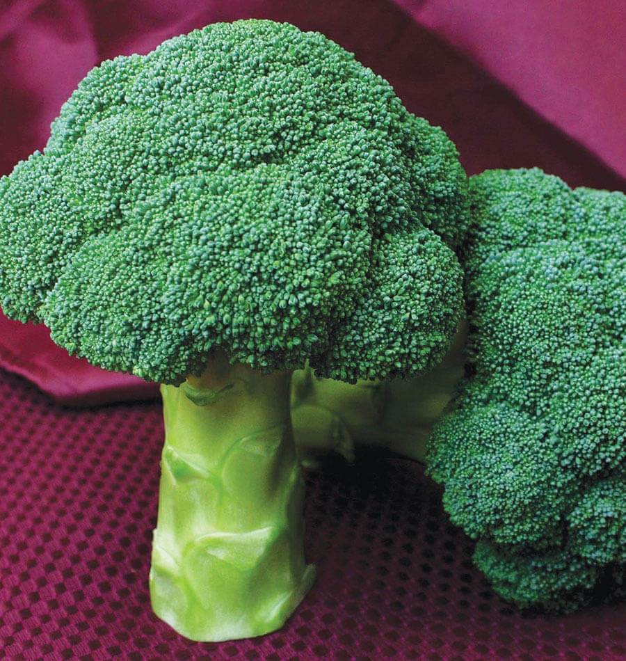 Deux têtes de brocoli Centennial récoltées sont posées sur un tissu bordeaux. La tête au premier plan repose sur une grosse tige verte coupée, avec des marques de feuilles retirées. Ses petits boutons verts serrés forment plusieurs groupes arrondis. Une seconde tête apparaît sur la droite, partiellement derrière la première, tandis que les plis du tissu composent le fond.