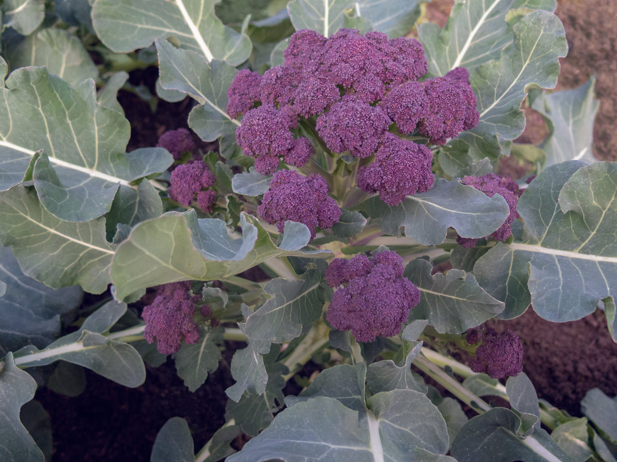 Brocoli Burgundy au jardin, portant plusieurs bouquets pourpres au centre et sur les ramifications. Les petits boutons serrés forment des groupes arrondis de tailles différentes. De grandes feuilles bleu-vert aux nervures claires entourent les inflorescences et laissent voir quelques tiges. Le sol apparaît par endroits entre le feuillage, dans une vue rapprochée prise au-dessus du plant.