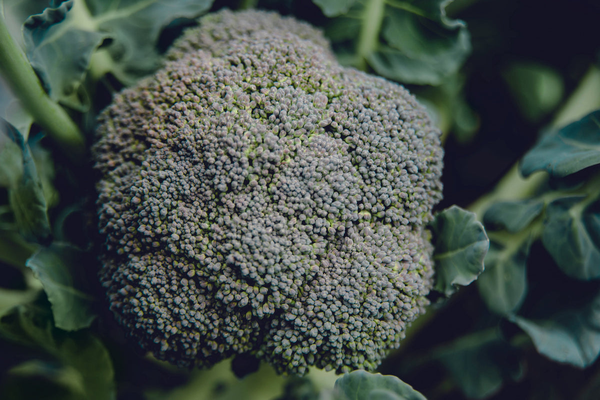 Tête de brocoli Belstar photographiée de très près, au centre d’un feuillage vert bleuté. Les boutons serrés forment plusieurs groupes arrondis sur une inflorescence bombée. La lumière révèle des nuances vertes et grisâtres à la surface. Des feuilles et leurs nervures entourent la tête, tandis que l’arrière-plan sombre et légèrement flou met le sujet principal en évidence.