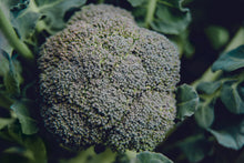 Tête de brocoli Belstar photographiée de très près, au centre d’un feuillage vert bleuté. Les boutons serrés forment plusieurs groupes arrondis sur une inflorescence bombée. La lumière révèle des nuances vertes et grisâtres à la surface. Des feuilles et leurs nervures entourent la tête, tandis que l’arrière-plan sombre et légèrement flou met le sujet principal en évidence.