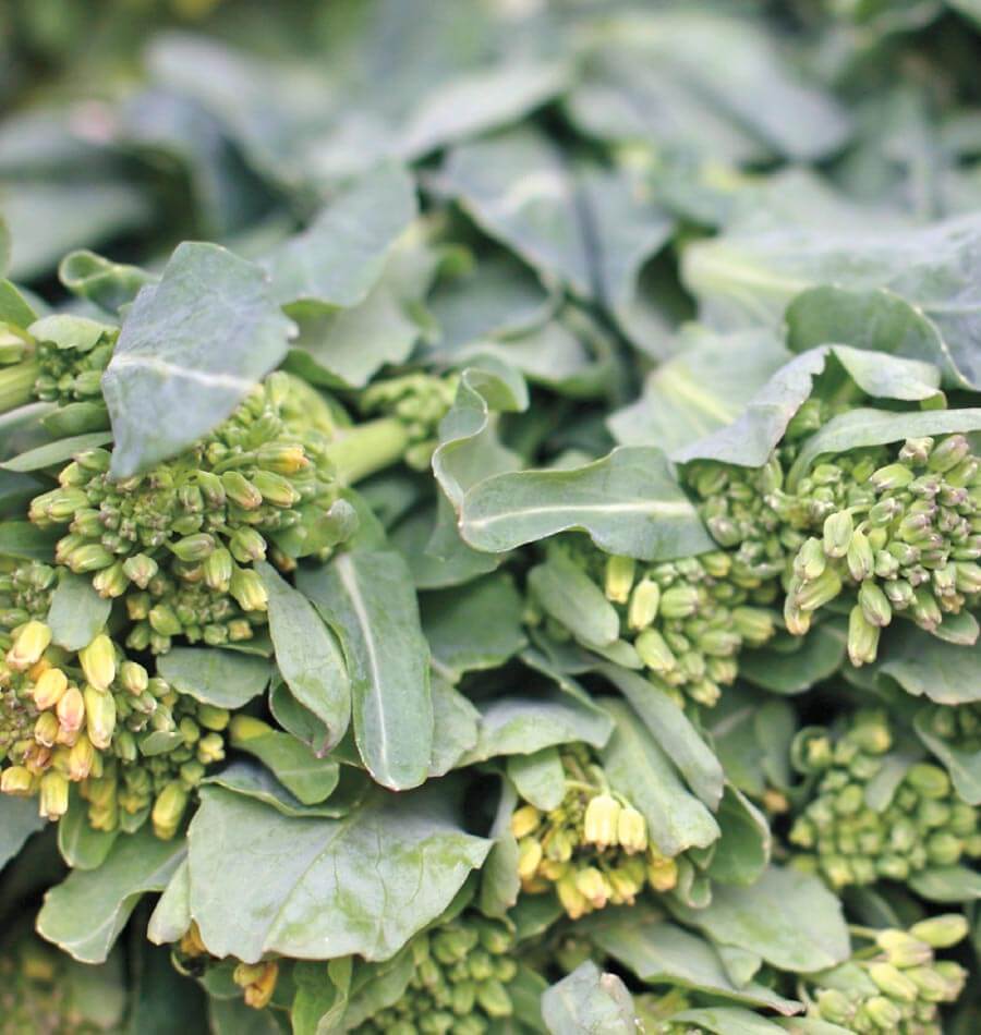 Rapini Sorrento présenté en un groupe serré de tiges et de feuilles vertes. De petits bouquets de boutons vert jaunâtre apparaissent au sommet des pousses, avec quelques fleurs jaunes qui commencent à s’ouvrir. Les feuilles entourent les tiges et se superposent dans la récolte. La vue rapprochée montre surtout la texture des boutons et le feuillage.