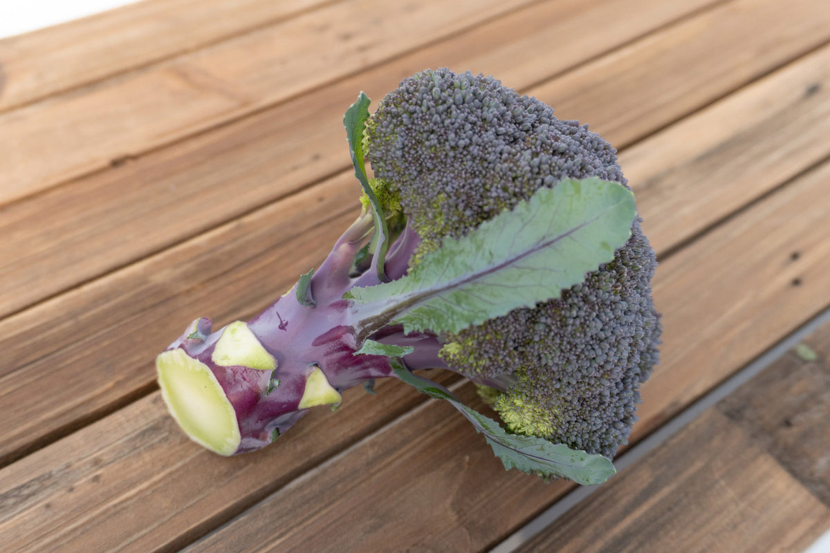 Tête récoltée de brocoli Purple Magic posée en diagonale sur des planches de bois. Les boutons pourpres forment une couronne dense, tandis que la grosse tige violette montre une coupe claire à sa base et plusieurs marques de feuilles retirées. Une feuille verte à nervure pourpre recouvre partiellement la tête. Le bois brun occupe tout l’arrière-plan.
