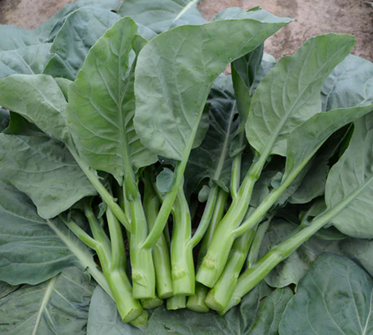 Gai lan Crown Jade récolté avec ses longues tiges vertes et ses grandes feuilles. Les bases coupées des tiges sont visibles au premier plan. Des feuilles ovales bleu-vert se superposent derrière elles, avec des nervures plus claires. La récolte repose près du sol brun, dans une vue rapprochée centrée sur le feuillage et les tiges.