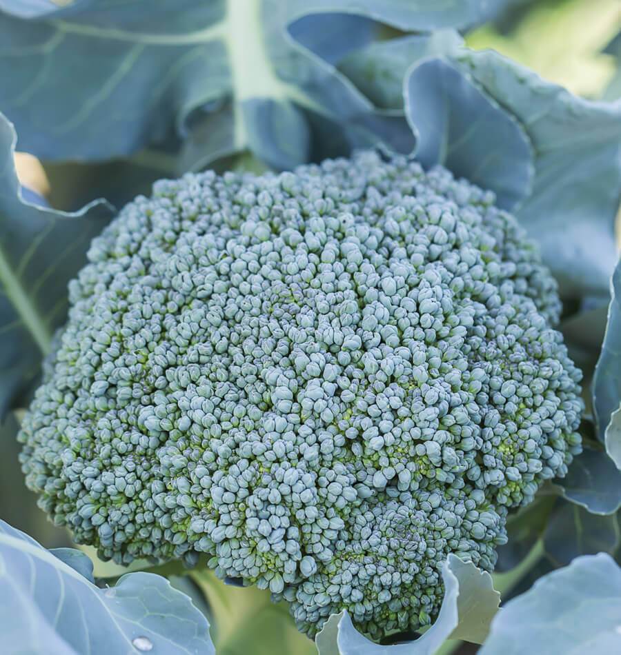 Tête de brocoli Di Cicco photographiée de près sur le plant. Les boutons vert grisâtre se regroupent en plusieurs bouquets de tailles différentes, avec de petites feuilles entre certaines parties. De grandes feuilles bleu-vert entourent l’inflorescence centrale et apparaissent floues à l’arrière-plan. Le cadrage montre la texture granuleuse des boutons encore fermés et la base verte du bouquet.