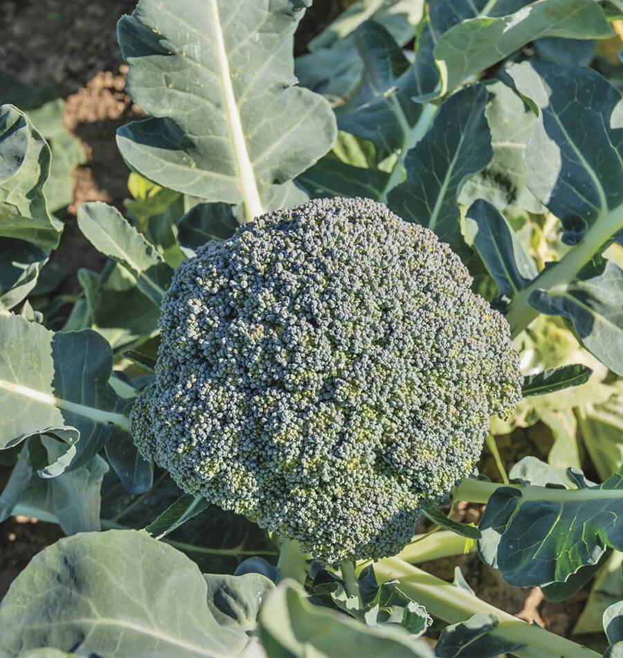 Brocoli Waltham 29 en croissance au jardin, avec une tête centrale dense entourée de grandes feuilles bleu-vert. Les nombreux petits boutons forment une surface arrondie et irrégulière. Les nervures pâles des feuilles et plusieurs tiges apparaissent autour de l’inflorescence. La lumière du soleil crée des zones claires sur le feuillage, avec un peu de terre visible en arrière-plan.
