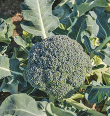Brocoli Waltham 29 en croissance au jardin, avec une tête centrale dense entourée de grandes feuilles bleu-vert. Les nombreux petits boutons forment une surface arrondie et irrégulière. Les nervures pâles des feuilles et plusieurs tiges apparaissent autour de l’inflorescence. La lumière du soleil crée des zones claires sur le feuillage, avec un peu de terre visible en arrière-plan.