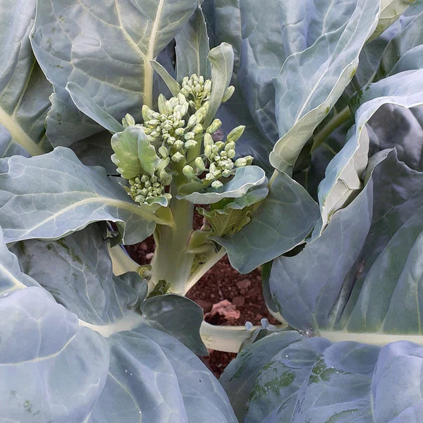 Organic 'Gai Lan Blue Star' Broccoli