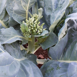 Organic 'Gai Lan Blue Star' Broccoli