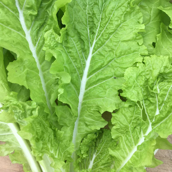 Organic Chinese cabbage 'Tokyo Bekana'