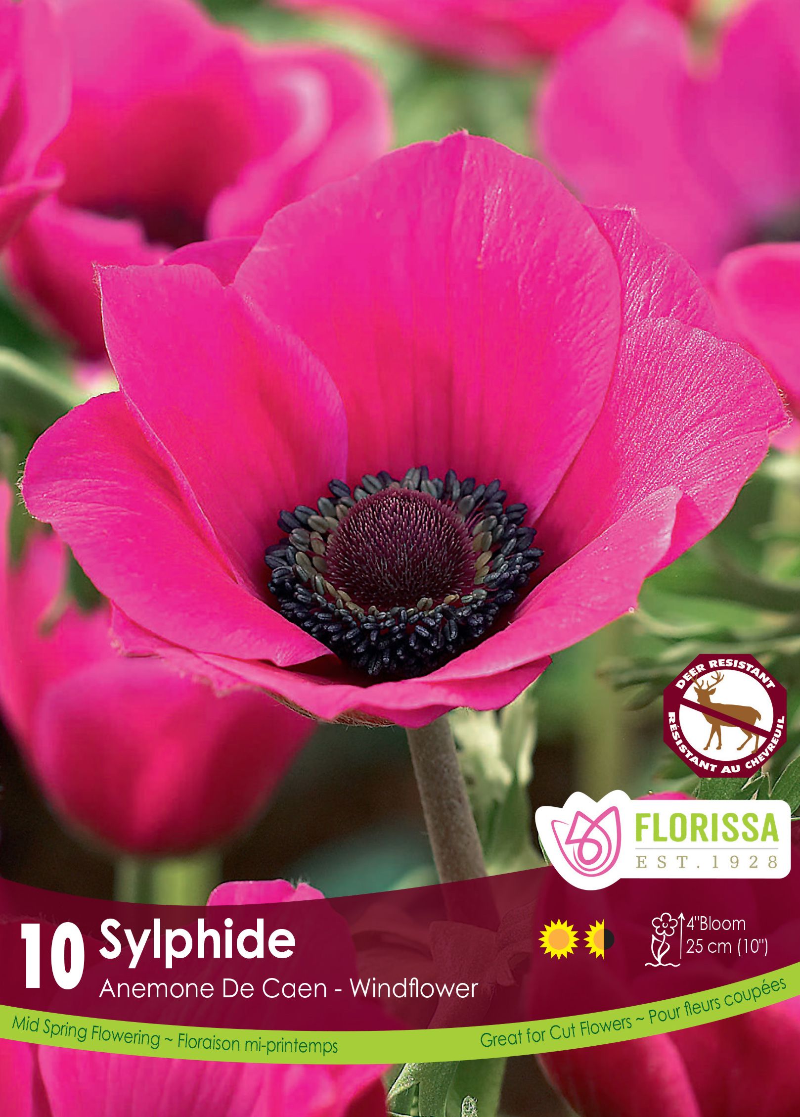 Anémone ‘Sylphide’ (<em>Anemone coronaria</em> ‘Sylphide’)