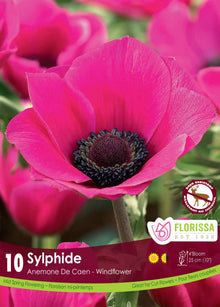 Anémone ‘Sylphide’ (<em>Anemone coronaria</em> ‘Sylphide’)