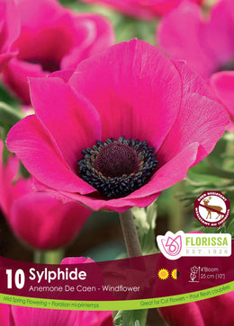 Caen Sylphide Anemone