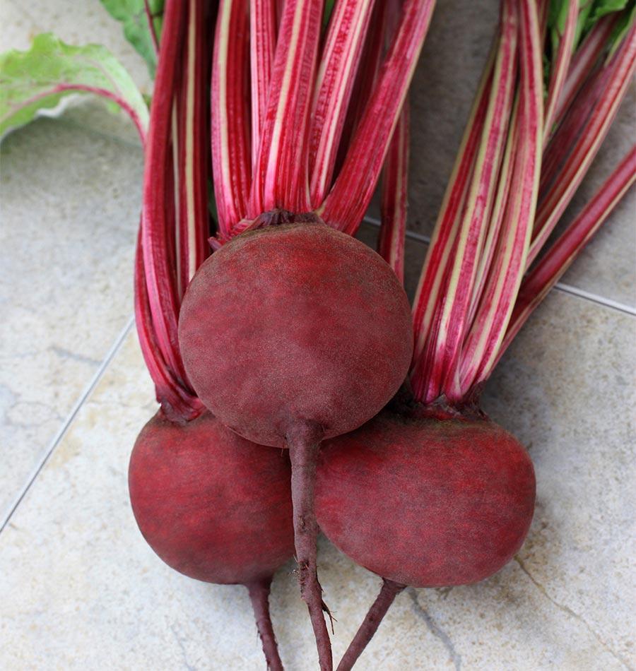 Photographie de trois betteraves ‘Detroit Supreme’ disposées sur une surface carrelée claire. Les racines rouges arrondies sont regroupées, l’une au-dessus des deux autres, avec de longues pointes fines vers le bas. De nombreuses tiges rouges striées de teintes plus claires remontent derrière les racines. Quelques feuilles vertes sont visibles sur le bord supérieur gauche, tandis que la peau lisse des racines reste au centre de l’image.