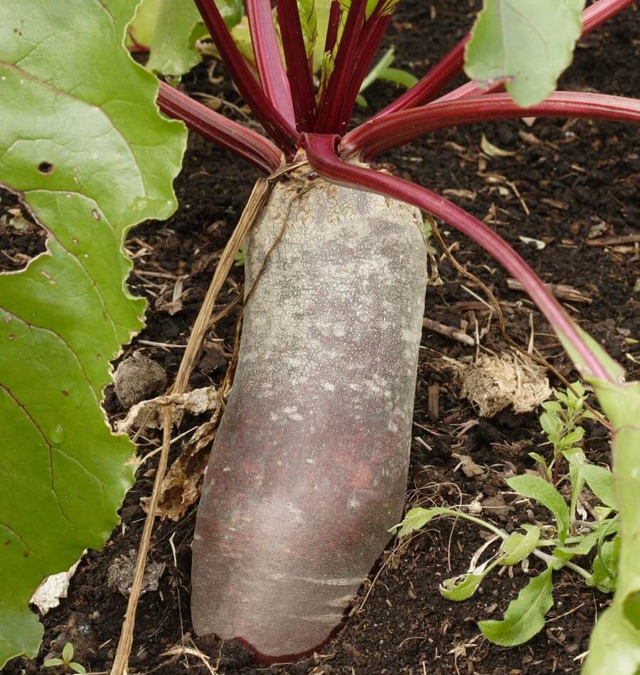 Photographie d’une betterave ‘Cylindra’ encore en terre, dont la longue racine cylindrique dépasse largement de la surface. La peau rouge sombre paraît couverte d’une fine pellicule de terre claire. Des tiges rouges partent du sommet et rejoignent des feuilles vertes partiellement cadrées. Le sol brun, quelques brins secs et de petites plantes voisines entourent la racine allongée au centre de l’image.