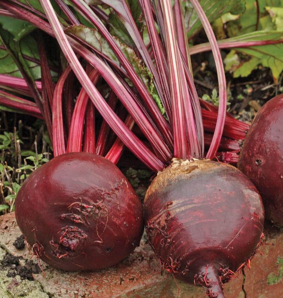 Photographie de betteraves ‘Red Ace F1’ posées sur une bordure de jardin. Deux grosses racines rondes rouge foncé occupent le premier plan, avec des radicelles et quelques traces de terre encore visibles. Leurs longues tiges rouges et roses remontent vers un feuillage vert partiellement cadré. Une autre racine apparaît sur le bord droit, tandis que le sol et de petites herbes entourent la récolte.
