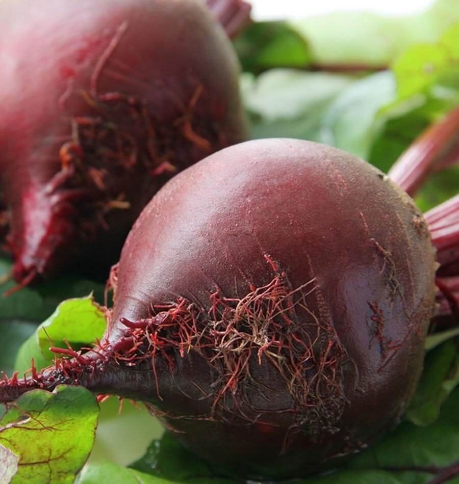 Photographie rapprochée de betteraves ‘Red Ace F1’ biologiques posées parmi leurs feuilles. Une racine ronde rouge foncé occupe le premier plan, avec une surface lisse et de nombreuses fines radicelles rouges près de sa pointe. Une deuxième racine apparaît en arrière-plan à gauche. Des feuilles vertes et des tiges rouges entourent les racines, avec une lumière douce sur leur peau.