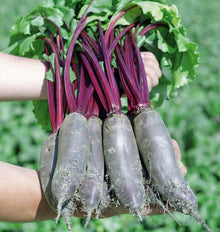 Photographie d’une botte de betteraves ‘Taunus F1’ tenue dans deux mains au jardin. Les racines longues et cylindriques, de couleur pourpre sombre sous une pellicule de terre, sont alignées au premier plan. De fines radicelles pendent à leurs extrémités. Les tiges rouges remontent vers un feuillage vert regroupé en haut, tandis que des plantes floues occupent l’arrière-plan de l’image.