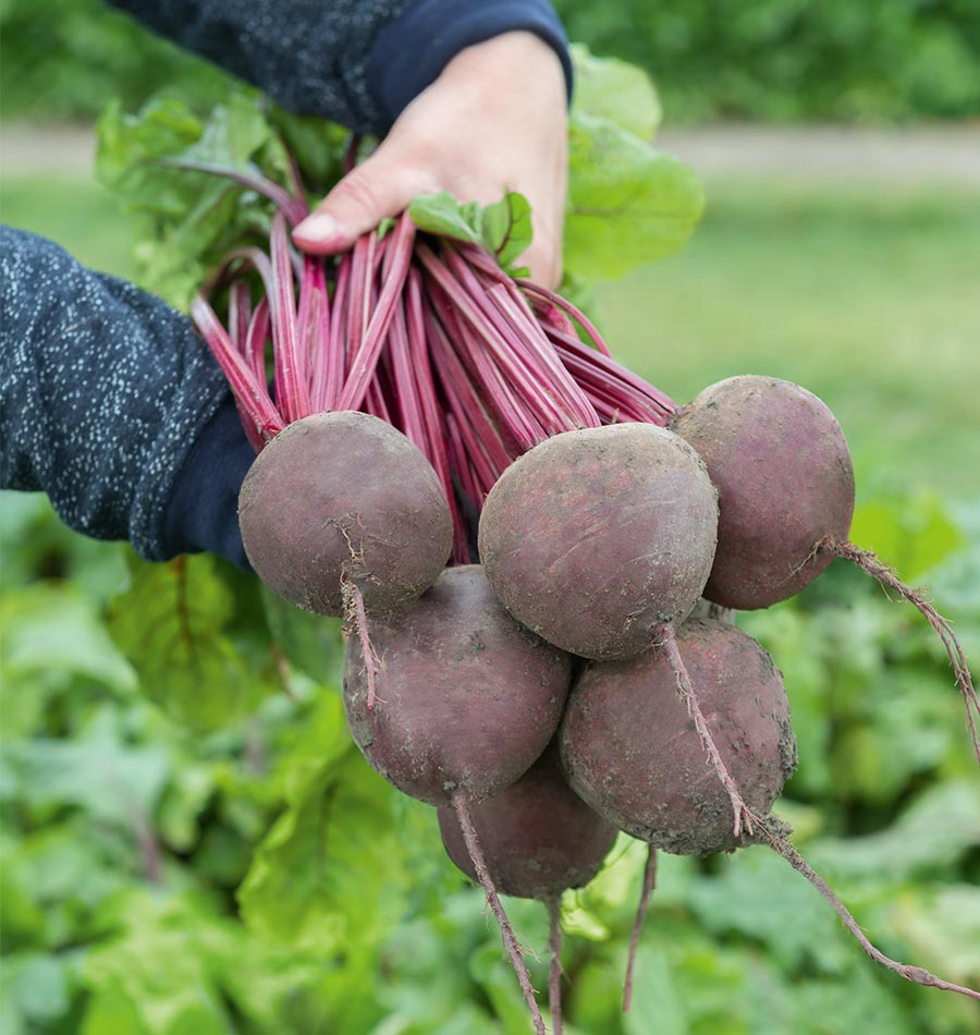 Photographie d’une botte de betteraves ‘Subeto F1’ tenue à deux mains dans un jardin. Les racines rondes rouge sombre portent encore de la terre et de fines radicelles allongées. De nombreuses tiges rouges remontent vers les mains, avec quelques feuilles vertes visibles au-dessus. Les manches foncées encadrent la botte, tandis qu’un feuillage vert flou occupe l’arrière-plan de l’image.