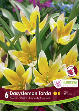 Tulip Dasystemon Tarda