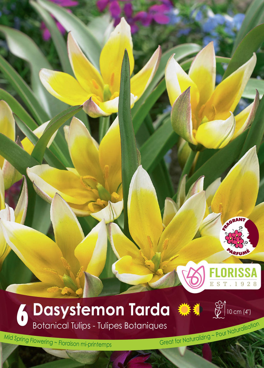 Tulipe Dasystemon Tarda ( Tulipa ) : de petites tulipes étoilées jaunes à pointes blanches. Le visuel Florissa présente la plante et son nom dans la partie inférieure de l’étiquette. La photographie occupe presque toute la surface, tandis que le bandeau du bas rassemble les indications du produit. Cette vue permet de reconnaître son apparence et de distinguer la variété présentée.