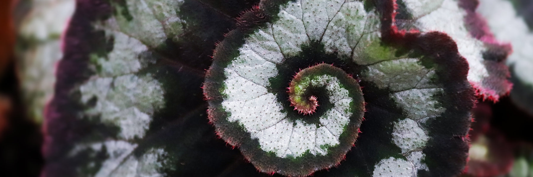 Gros plan sur le feuillage spiralé d’un bégonia Rex Escargot aux feuilles argentées, vert foncé et bordées de pourpre